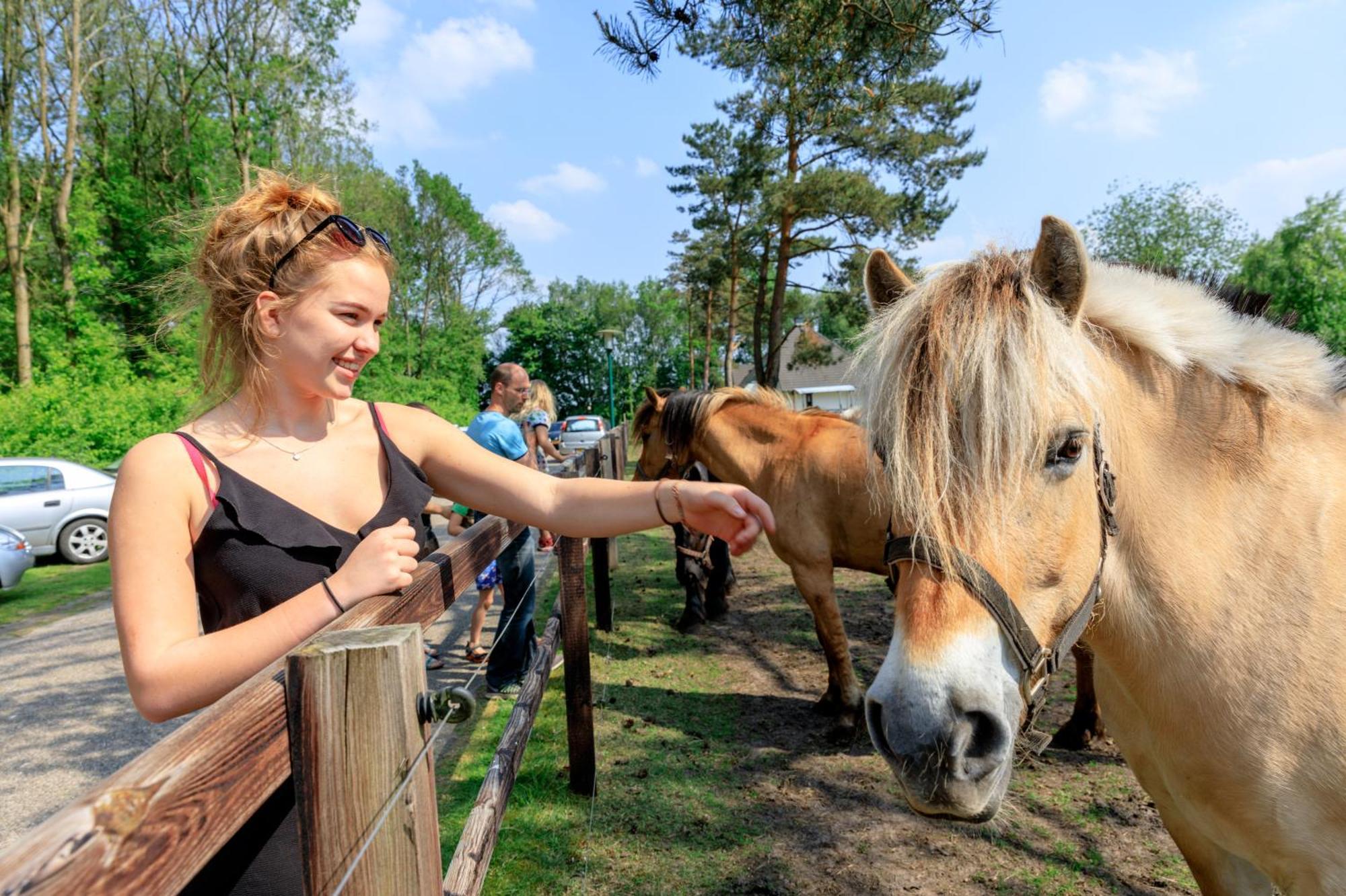 Camping De Reeenwissel Hoogersmilde Εξωτερικό φωτογραφία